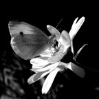 KONICA MINOLTA 7D
Zoom KM 75-300 @300
sensibilit� ISO 100 
tempo 1/100s 
diaframma f16 
senza flash
Photoshop per crop 35% e conversione in BN