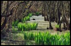 Nuova vita nella foresta Nuova vita nella foresta