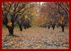 Colori d'autunno (1) Colori d'autunno (1)