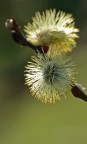 ...artificio naturale... ...artificio naturale...