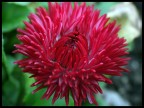 Red Color Red Color