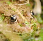 Lo sguardo del batrace