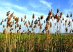 canneto