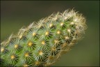 Testa di....cactus Testa di....cactus