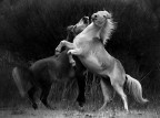 Camargue 3 Camargue 3
