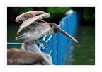 pelican(s) pelican(s)