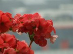 rosso rosso