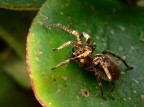 Spider Spider
