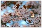 Che bella la primavera... Che bella la primavera...