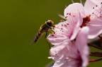 Verde,giallo,rosa Verde,giallo,rosa