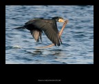 Colazione del cormorano Colazione del cormorano