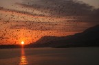 come esuli pensieri come esuli pensieri