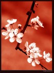è primavera! red... è primavera! red...
