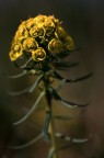 bouquet (dedicata a Eply) bouquet (dedicata a Eply)