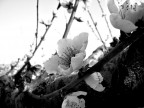 primavera