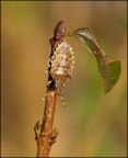 Prima cimice Prima cimice