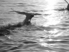 Balena o cigno? Balena o cigno?