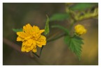 tristgiallo tristgiallo