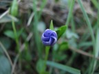 flower flower