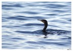 cormorano03 cormorano03