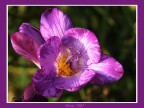 Fiore 01 Fiore 01