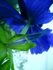 Indigo Blue Indigo Blue