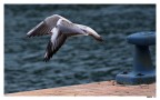 nascosto in volo nascosto in volo