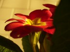 Fiore: la prima macro non si scorda mai. Fiore: la prima macro non si scorda mai.
