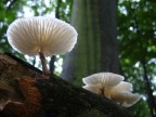 Funghi Funghi