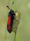 diavolo rosso 2