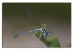 Libellula Libellula