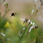 Oggi mi sento le zampe pesanti