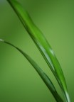 verde su verde verde su verde