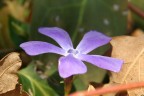 fiore lilla fiore lilla