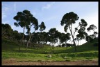 Arborea