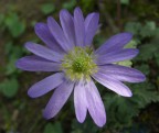 aster 2