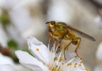 Sul fior di Ciliegio Sul fior di Ciliegio