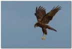 Falco di palude Falco di palude