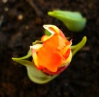 Ecco la seconda macro.
Ammetto di averla "Croppata" (mi sembra di aver intuito che Crop significa tagliare l'immagine..), ma ho cercato di lavorare pi� che altro sulla messa a fuoco. 

Graditissimi commenti, osservazioni, tecniche di miglioramento e quantaltro!