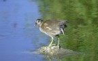 gallinella gallinella