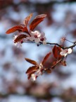 fiorellini rosa fiorellini rosa