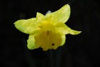 fiore giallo fiore giallo