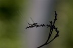 Libellula Libellula