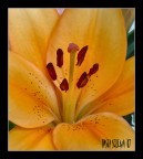 Lilium Lilium