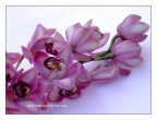 Orchidea Orchidea