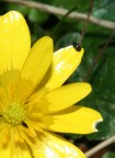 fiore giallo fiore giallo