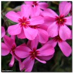 Second Canonina's Macro