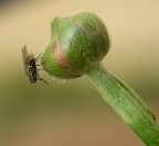 Sul bocciolo a testa in giù Sul bocciolo a testa in giù
