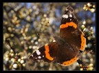 Vanessa atalanta Vanessa atalanta