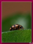 coccinella coccinella